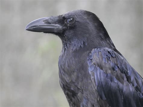 Magic the raven